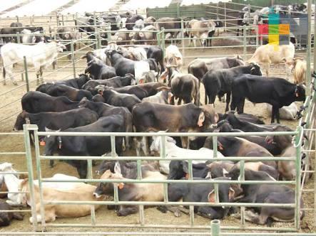 Presentan anteproyecto para que productores mexicanos puedan exportar ganado, semen y embriones