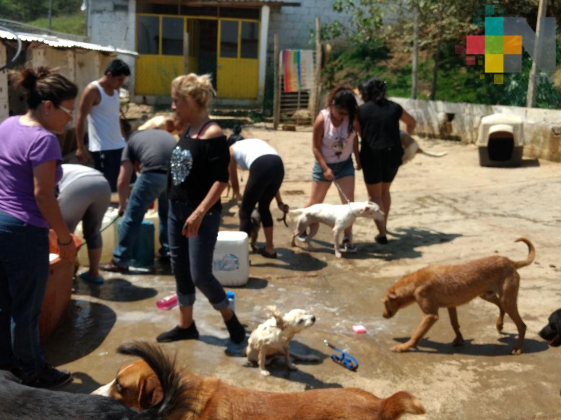 En el refugio Ada Azul de Xalapa jóvenes voluntarios bañan a 300 perros rescatados
