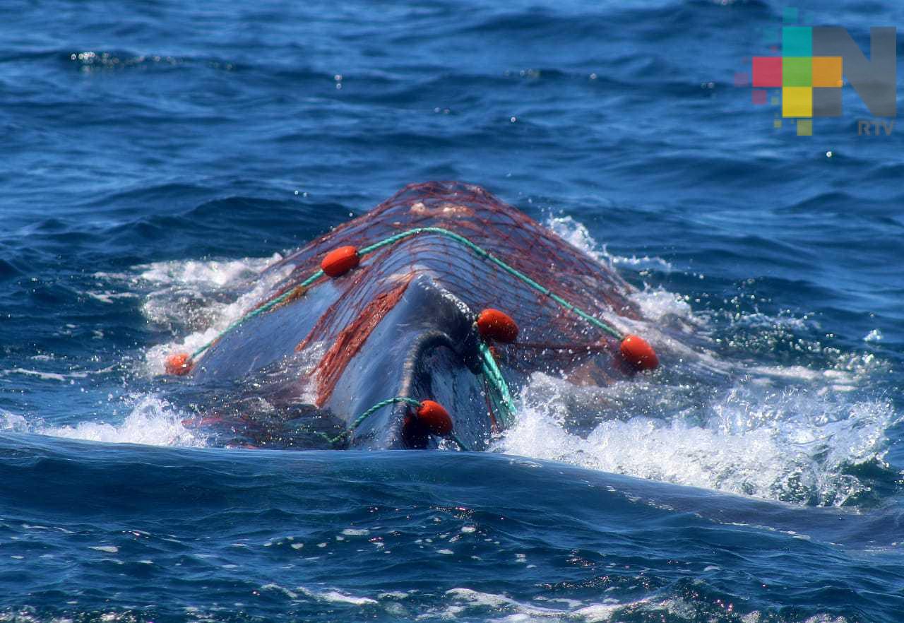 Atiende Profepa ballena gris atrapada en red de pesca y realiza desenmalle parcial en La Paz, B.C.S.