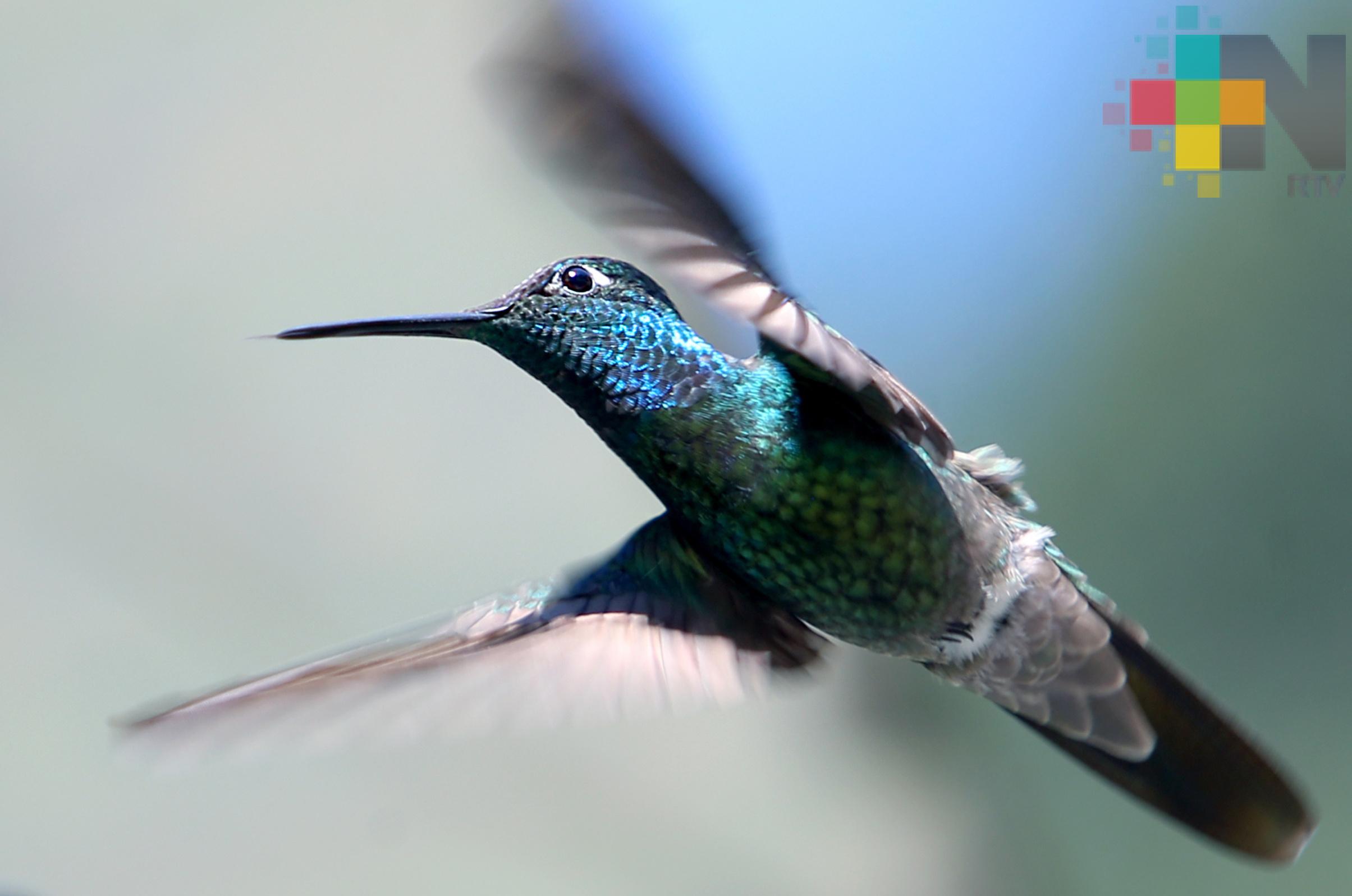 El colibrí, pequeño guerrero que lucha para sobrevivir en mundo moderno
