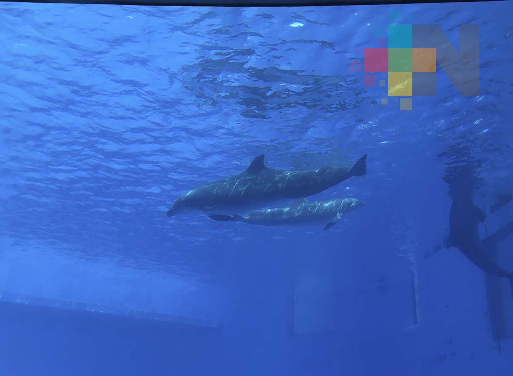 Decreto sobre prohibición de mamíferos marinos en espectáculos, no afecta al Acuario de Veracruz