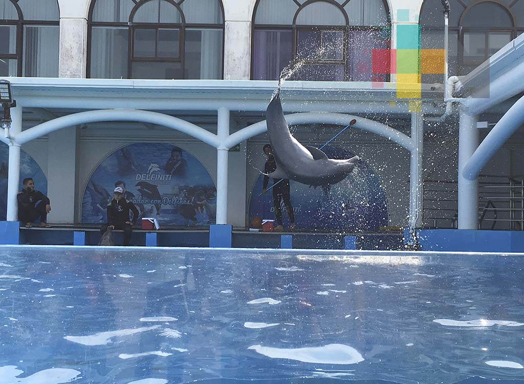 Acuario de Veracruz cierra primer trimestre del año de manera positiva