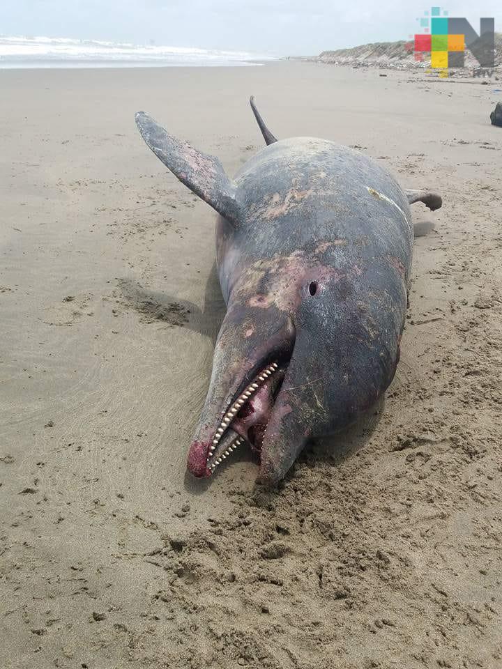 Ahora aparece delfín muerto en playa de Coatzacoalcos