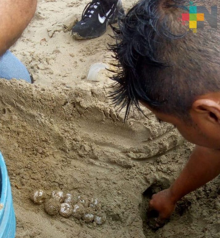 Resguardan 88 huevos de tortuga lora, desovados en playa de Coatzacoalcos