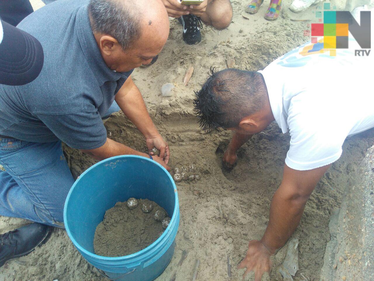Después del paso de FF44, tortuga llega a desovar en playas de Coatzacoalcos