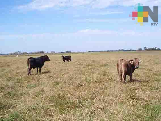Estiaje ha empezado a afectar al ganado en el centro del estado de Veracruz