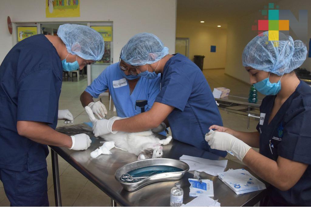 Habrá jornada masiva de esterilización canina y felina en Córdoba