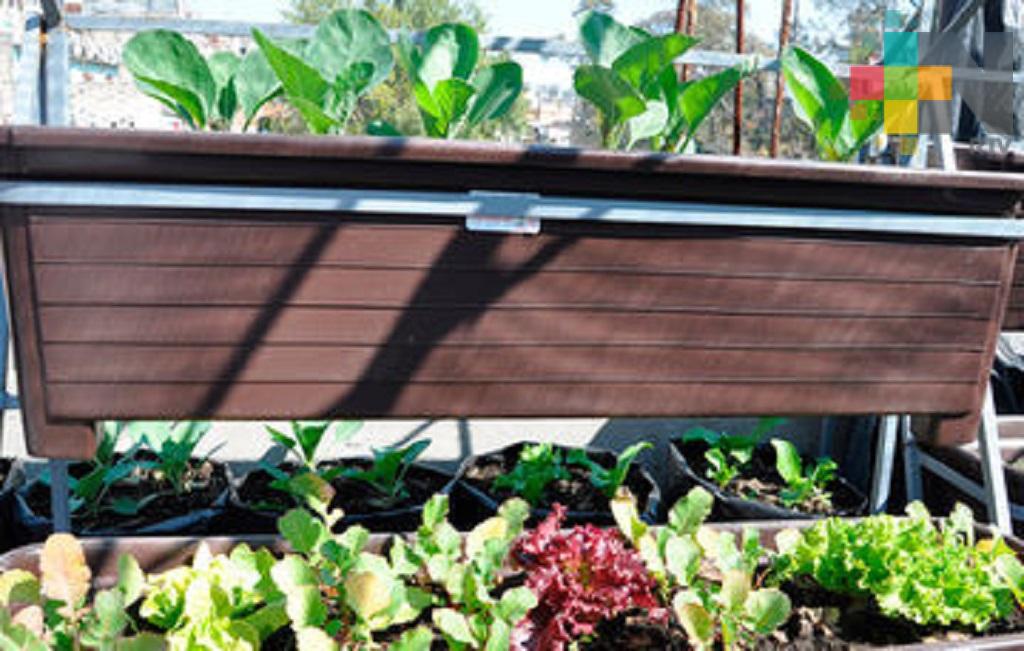 Huerto de traspatio, sustentable y saludable