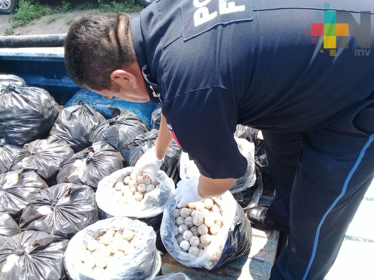 PF asegura en Oaxaca 22 mil 800 huevos de tortuga marina; un detenido