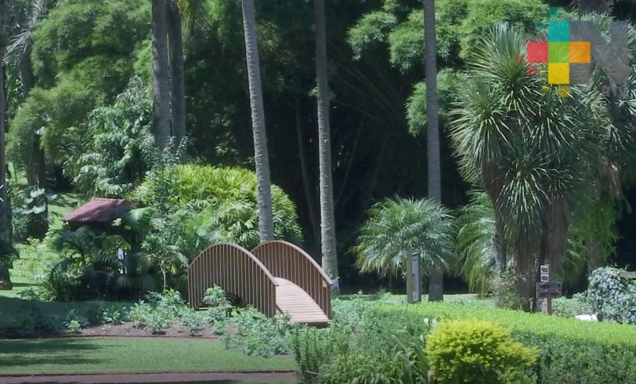 Inecol impartirá el diplomado “Jardinería y mantenimiento integral de bosques urbanos”