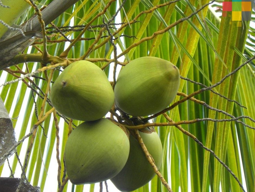 Iniciarán repoblación de palmeras de coco en ejidos de Coatzacoalcos