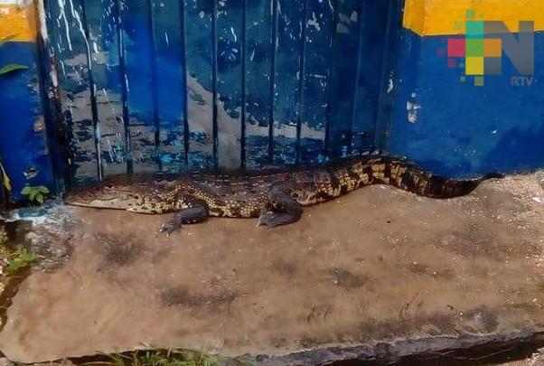 Aparece lagarto en colonia de Las Choapas