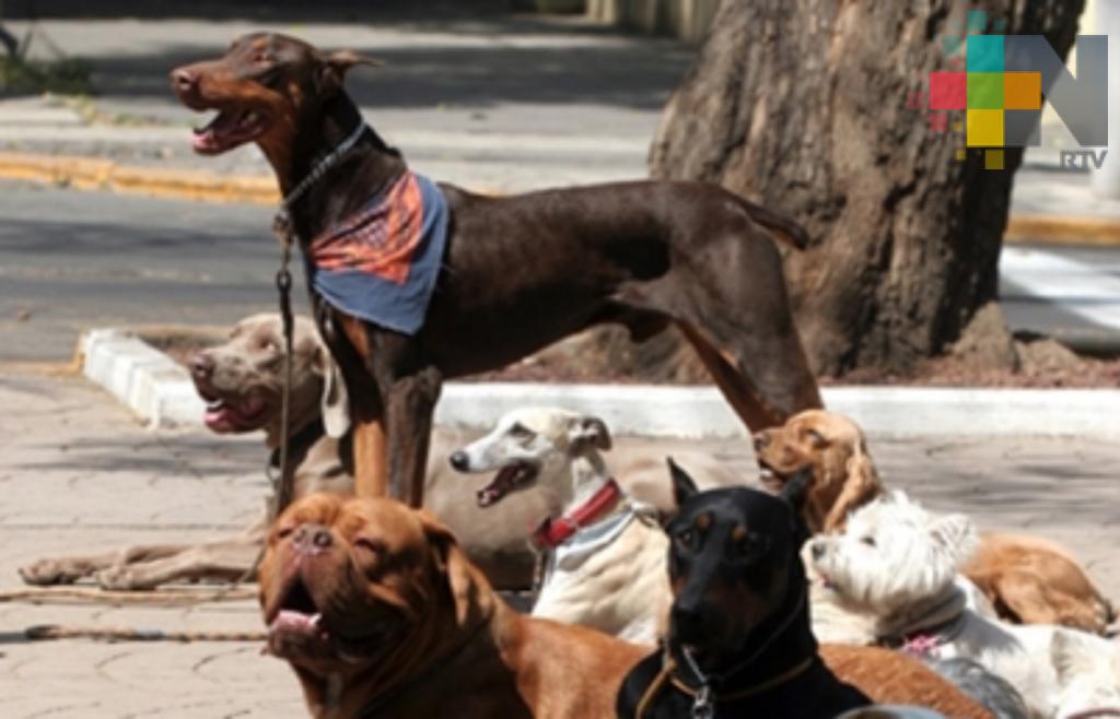 Las mascotas también están expuestas a golpes de calor