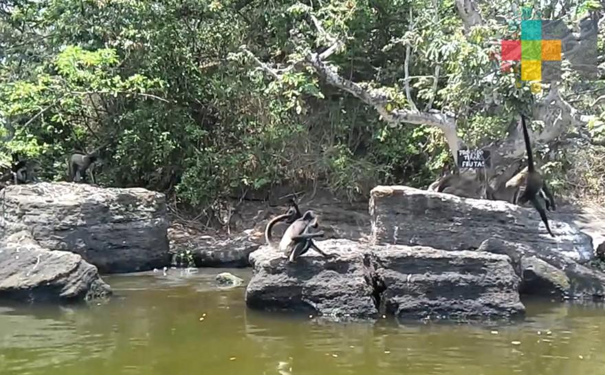 Realizarán actividades para conservar especie de monos en región de Los Tuxtlas