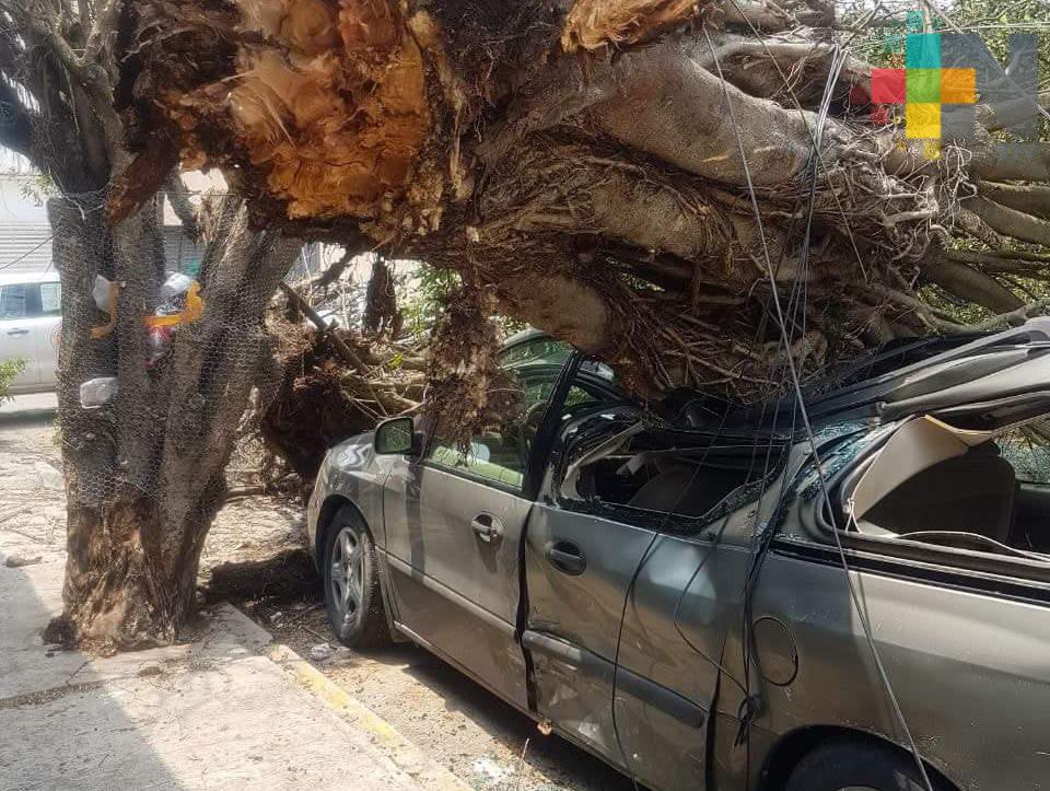 FF44 afecta a Tuxpan y Poza Rica; árboles caen sobre automóviles