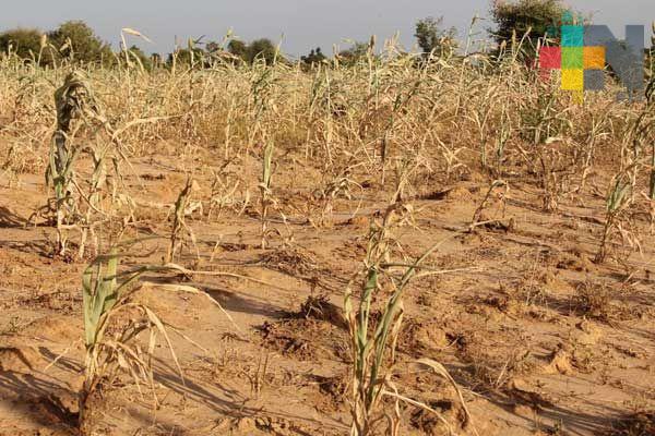 Por falta de lluvias se reporta sequía en la zona norte del estado