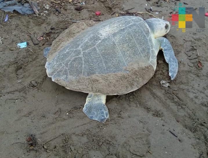 Arribo de tortugas marinas al sur de Veracruz se incrementará un 25% a finales de año