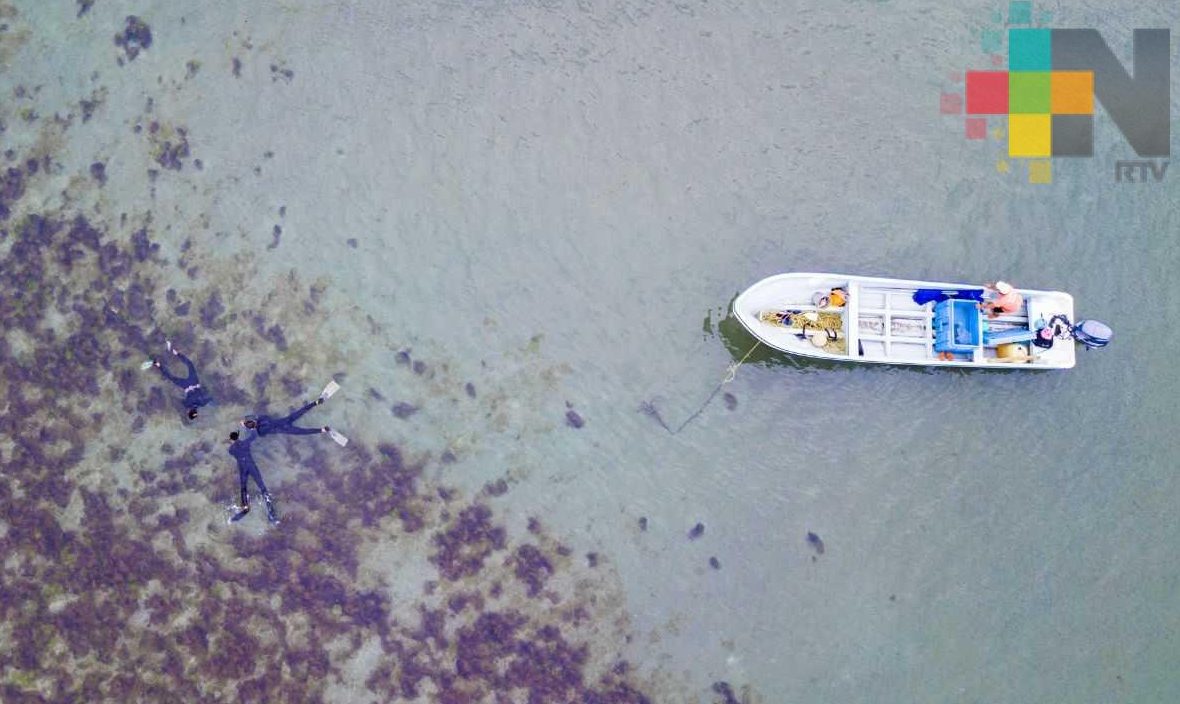 Azota “síndrome blanco” a los arrecifes del Mar Caribe