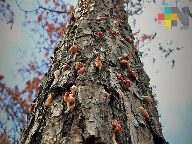 Conafor desarrolló foro sobre plagas forestales en el país