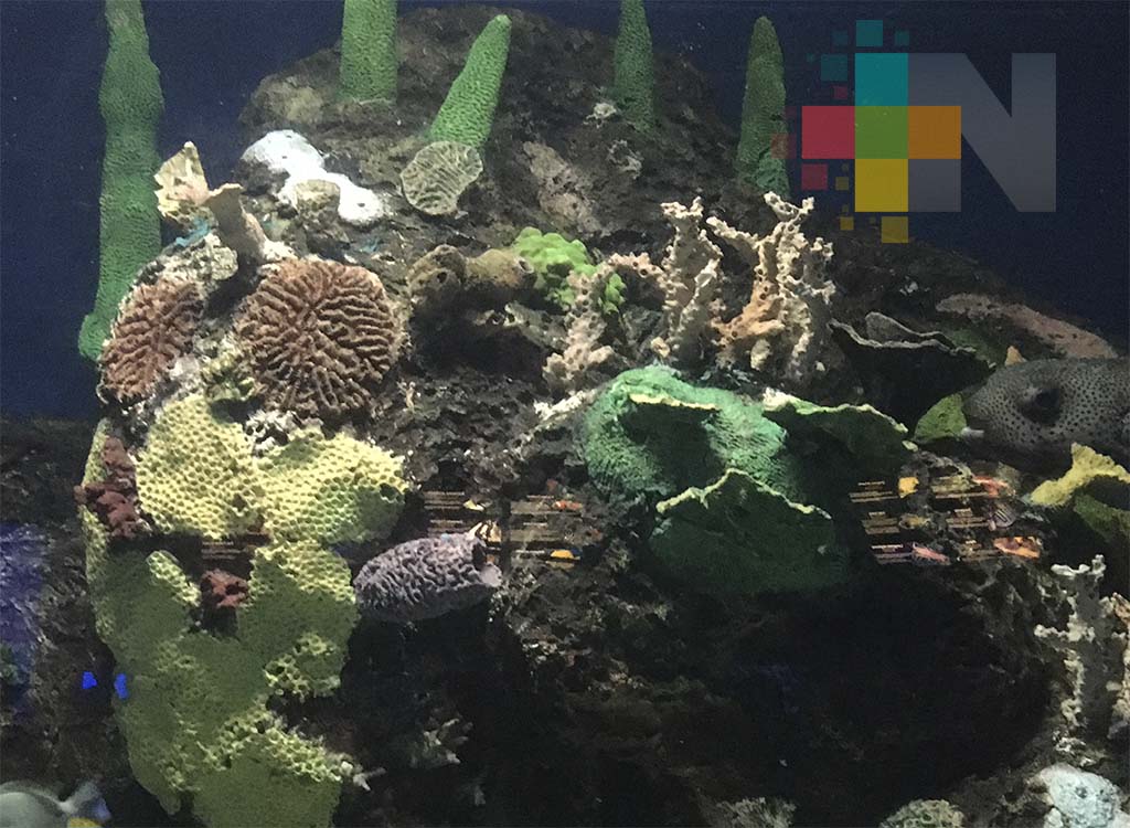 Grave padecimiento ataca a los corales del Caribe mexicano