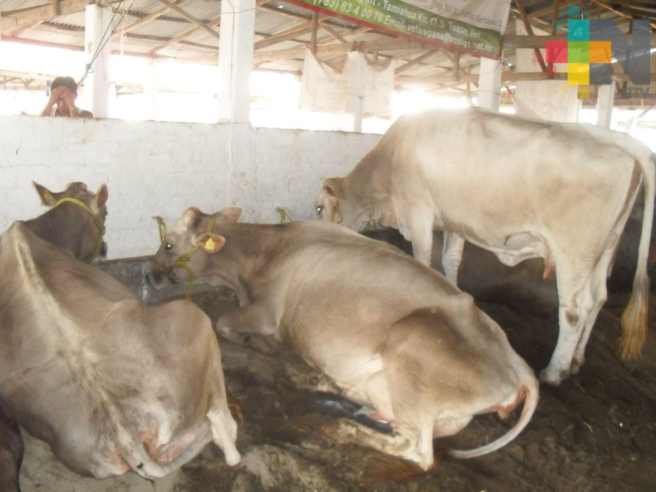 Asociación ganadera distribuirá vacuna contra el derriengue, en Tierra Blanca