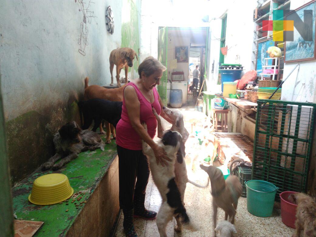 Asociación civil La Roca organiza bazar para mantener la alimentación de perros y gatos abandonados