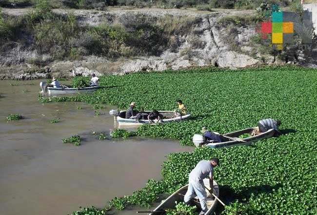Busca asociación «Soy tu Reflejo» hacer del lirio acuático un recurso