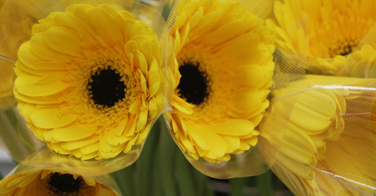 Floricultura, cultivando belleza y ganancias