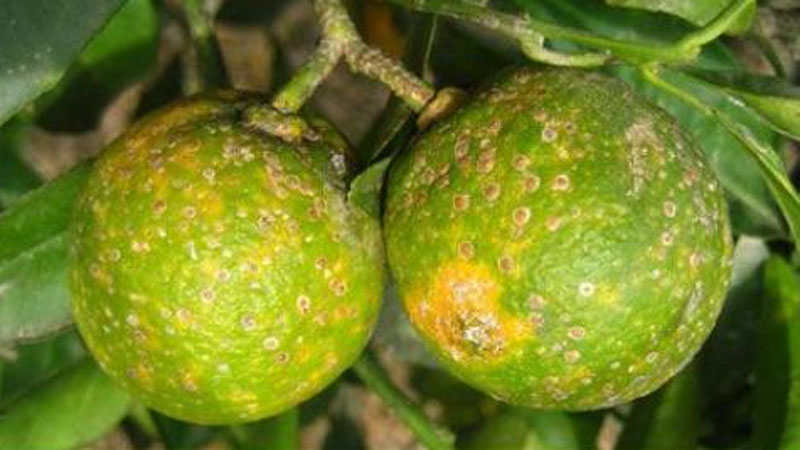 Importante controlar leprosis en cítricos para evitar pérdida en valor de los frutos