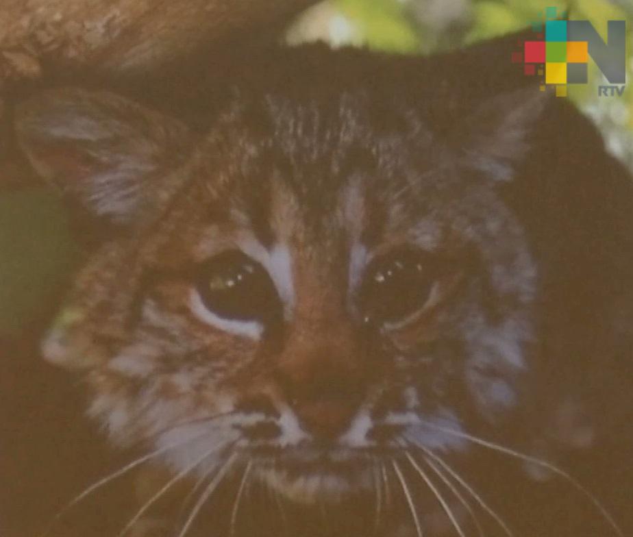 Amenazadas, más de 60 especies de mamíferos en Veracruz