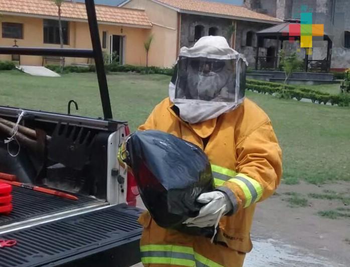 Protección Civil de Ixtaczoquitlán ha retirado y capturado 74 panales de abejas