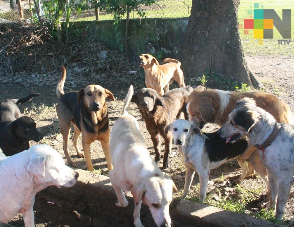 Piden habilitar sitio para confinar a mascotas muertas, en Coatzacoalcos