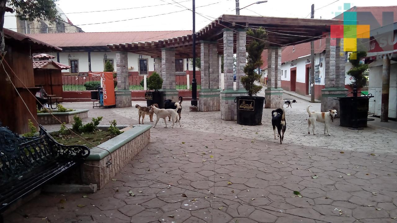 Realizarán campaña para concientizar sobre el cuidado animal, en Huayacocotla