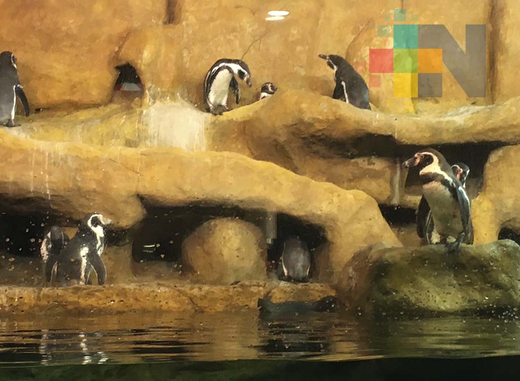 Continúa pendiente reubicación de pingüinos del Acuario de Veracruz