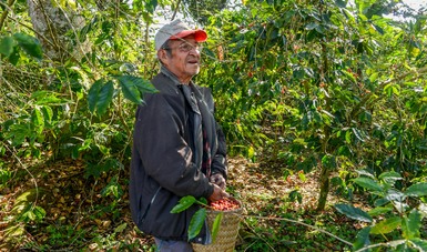 Empresarios interesados en el aromático que Veracruz produce: Sedecop
