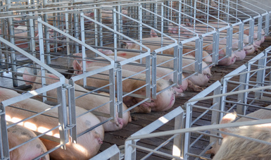 Veracruz quinto estado productor de carne de cerdo en el país