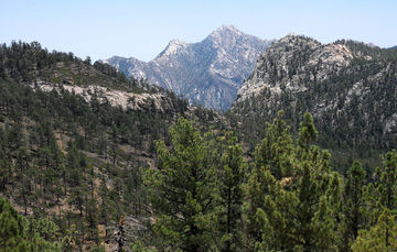 Parque Nacional Sierra de San Pedro Mártir, región con importantes reservas forestales de bosque