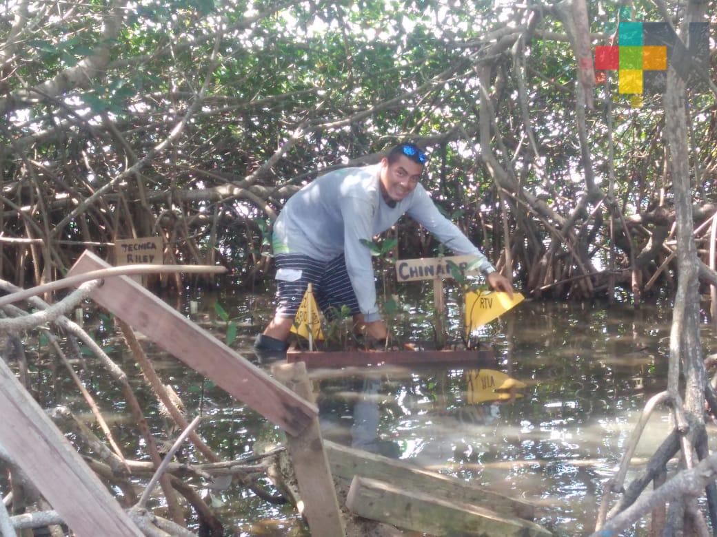 Rescatan Mangle del estero de Mandinga con trabajos de reforestación