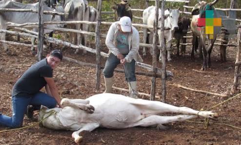 Capacitan a ganaderos sobre prevención de la enfermedad trasmitida por el murciélago