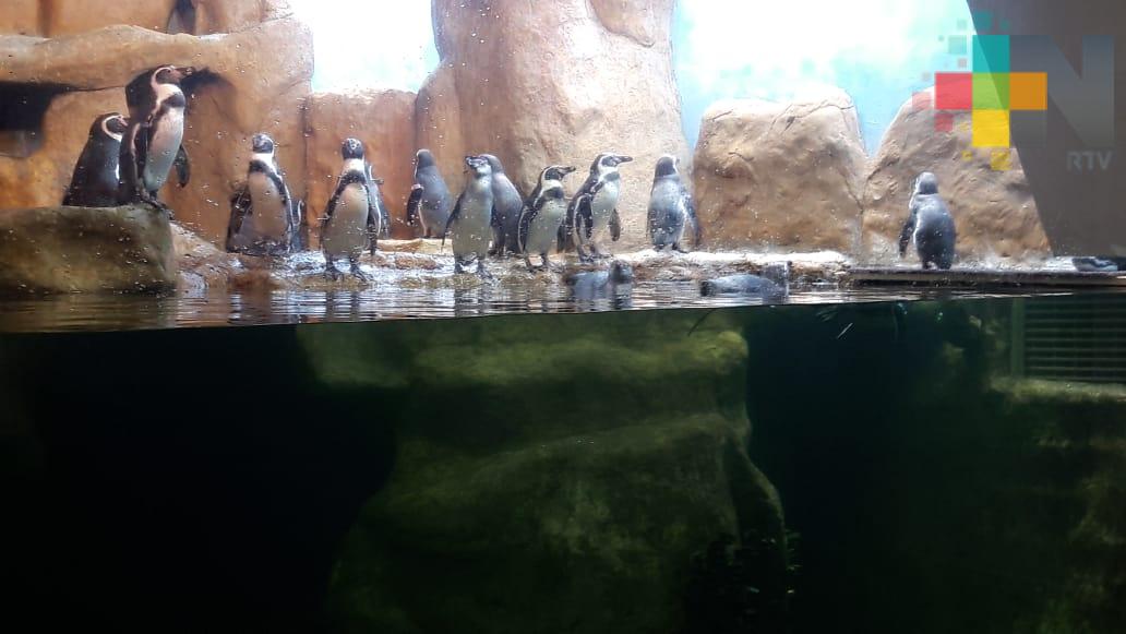 Pingüinos de Acuario de Veracruz irán a centro de manejo en CDMX