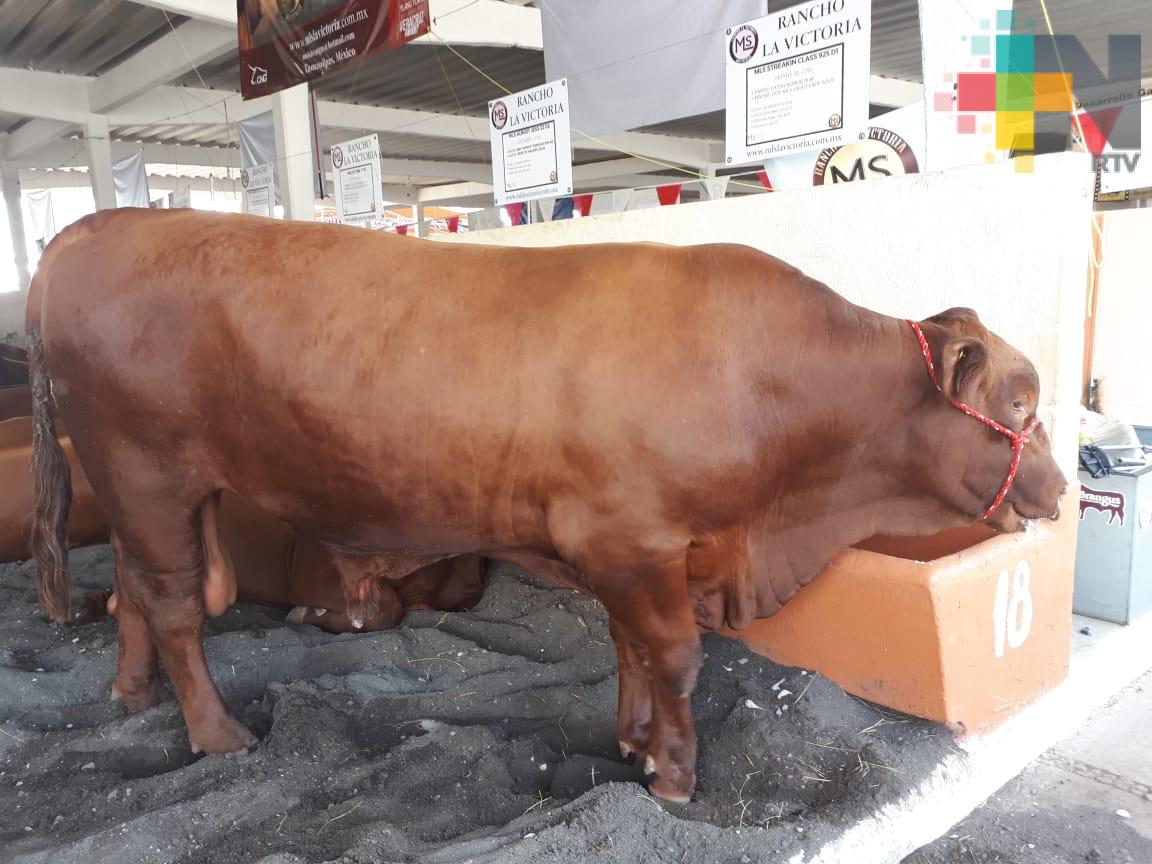 Exhiben en Expo Feria Ylang Ylang ganado de la raza Brangus