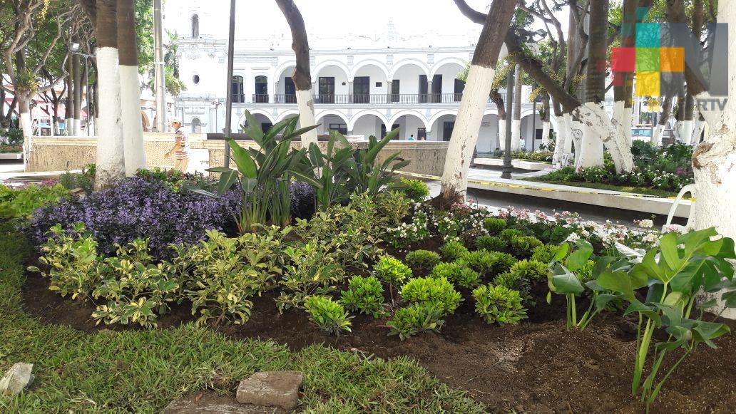 Inician con siembra de plantas en jardineras del zócalo de Veracruz