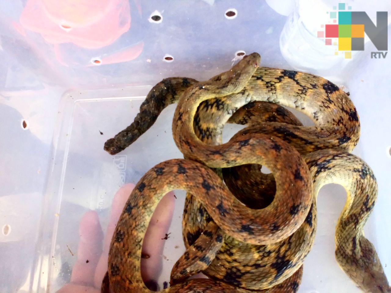 PC y Bomberos de Coatzacoalcos capturan réptiles y roedores en diferentes colonias