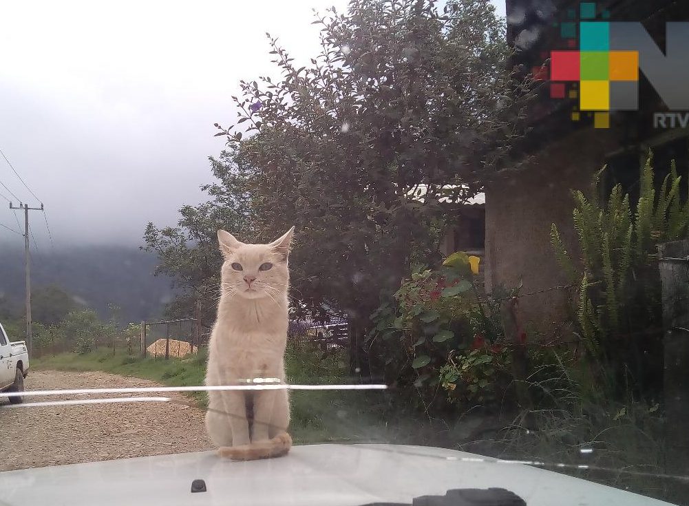 Realizarán pláticas para erradicar el maltrato animal en Coatzacoalcos