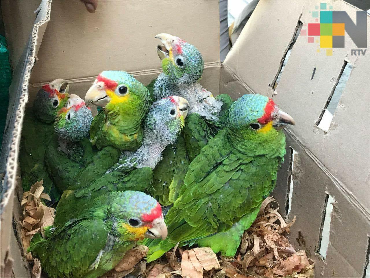 Profepa y Policia Federal aseguran 387 ejemplares de fauna silvestre y 788 orquídeas, procedentes de Veracruz