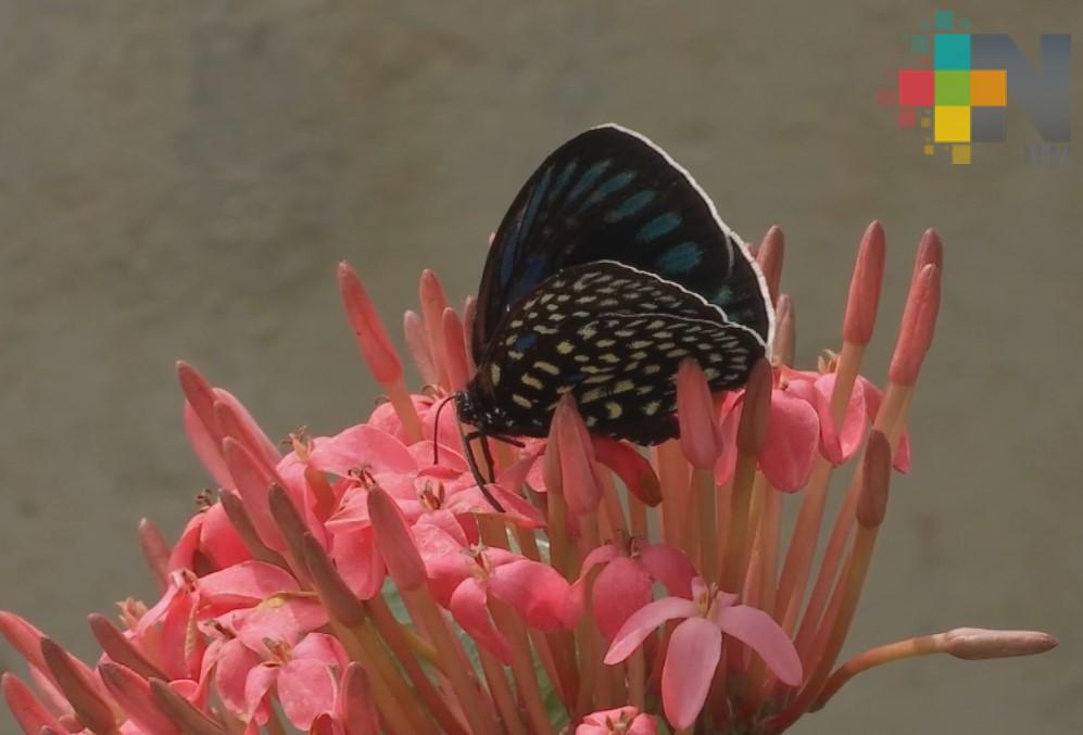 Inecol convoca a ponerle nombre al mariposario del jardín botánico