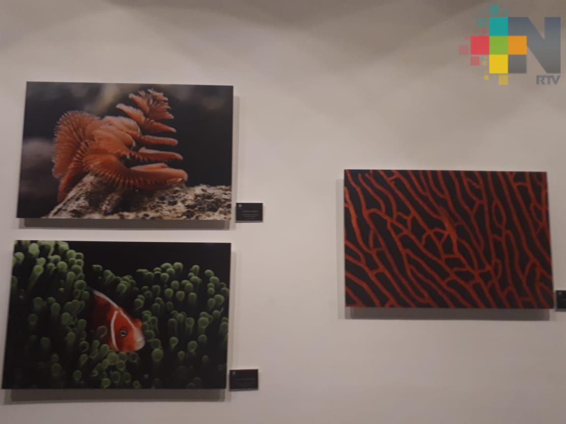 Inauguran «Miniaturas marinas, pequeños seres que habitan el océano» en Museo Naval de Veracruz
