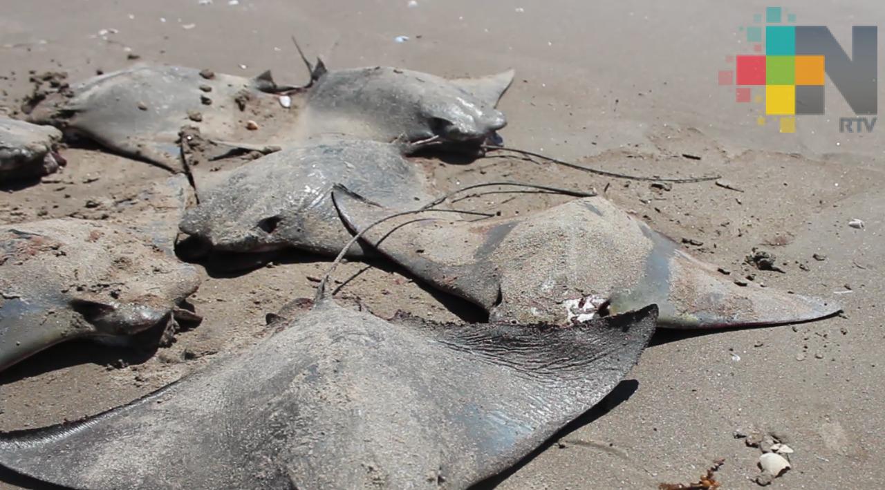Pesca por arrastre habría provocado muerte de peces raya en Tamiahua