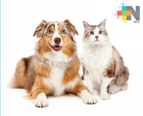 En Córdoba el maltrato animal contempla sanciones de hasta más de ocho mil pesos