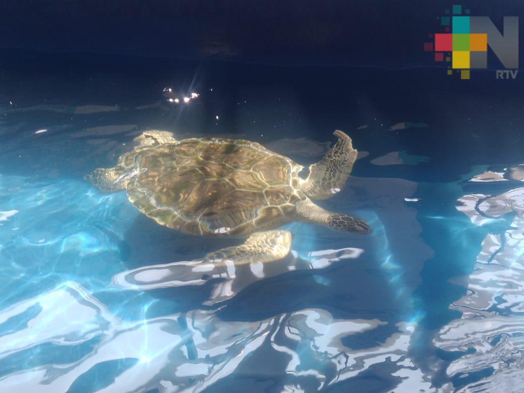 Desde hace 19 años, Acuario de Veracruz mantiene programa de conservación de la tortuga marina